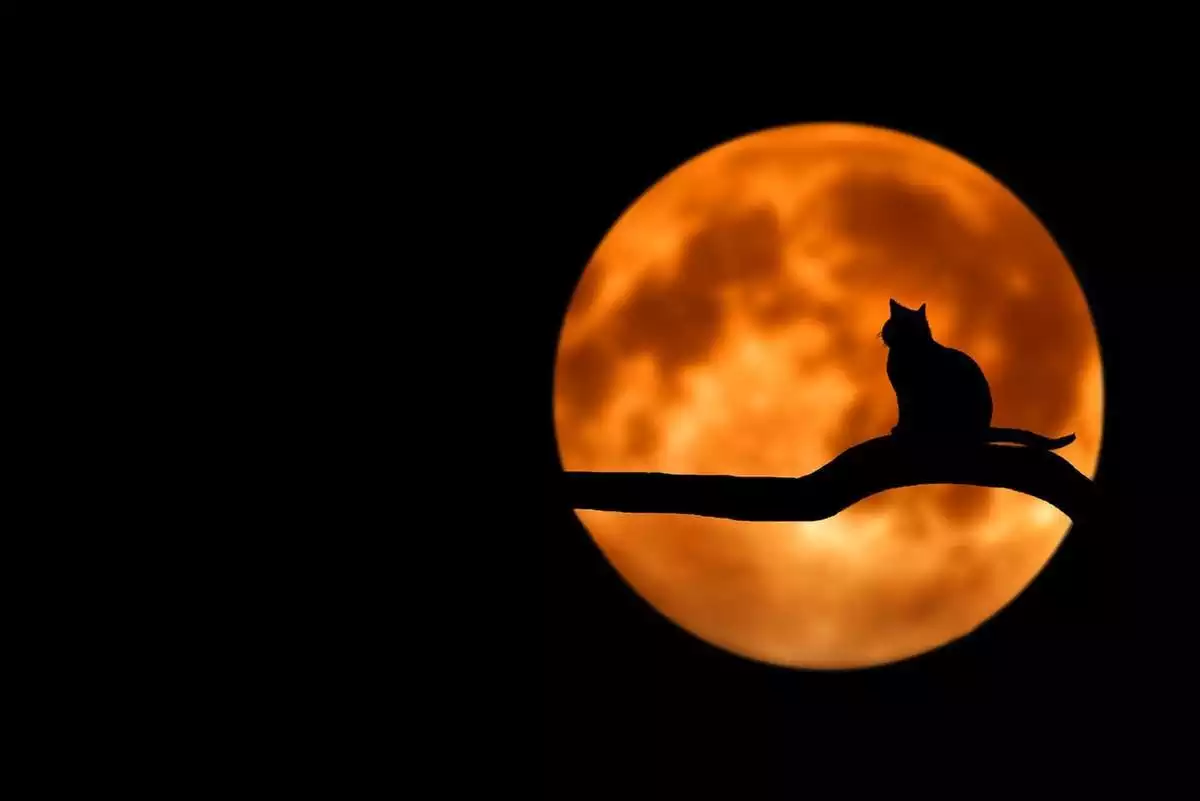 Un gato encima de la rama de un árbol con la lluna detrás