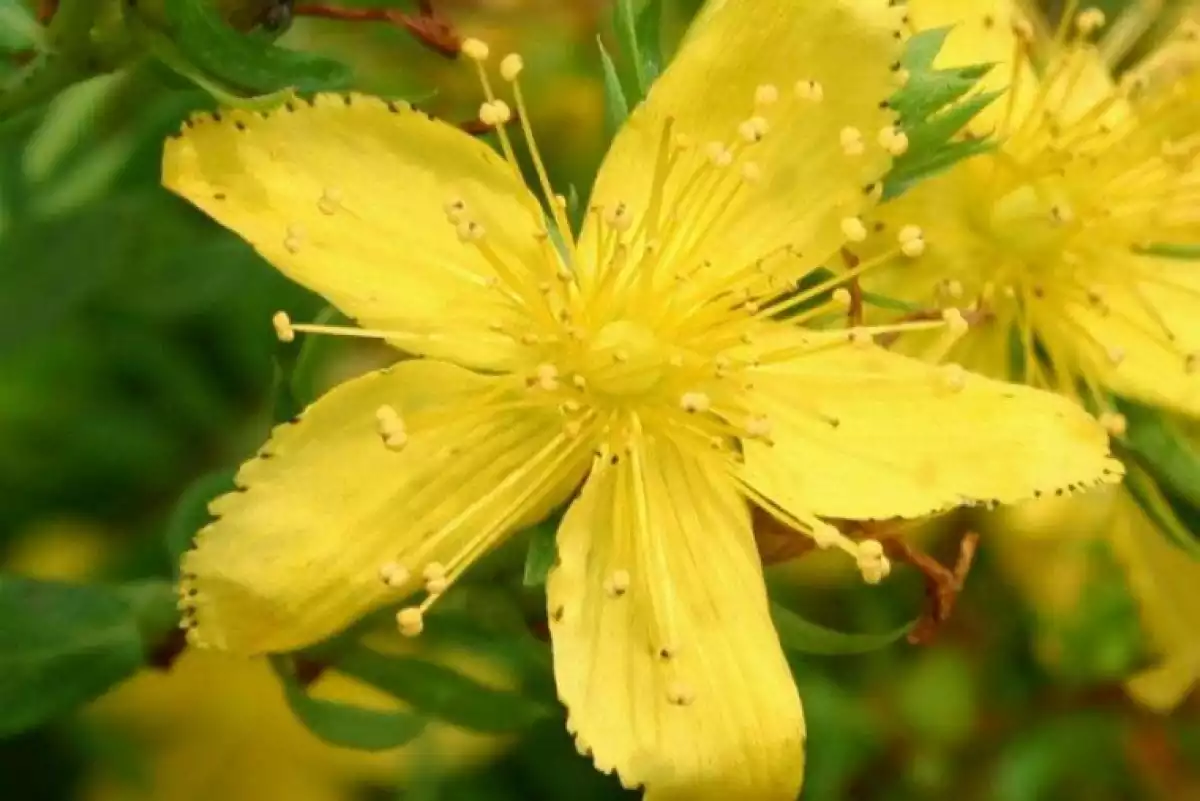 St. John's wort