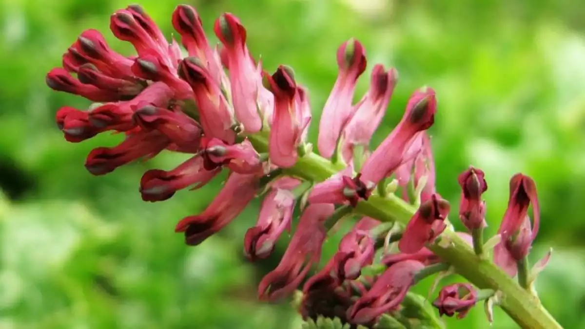 Fumitory