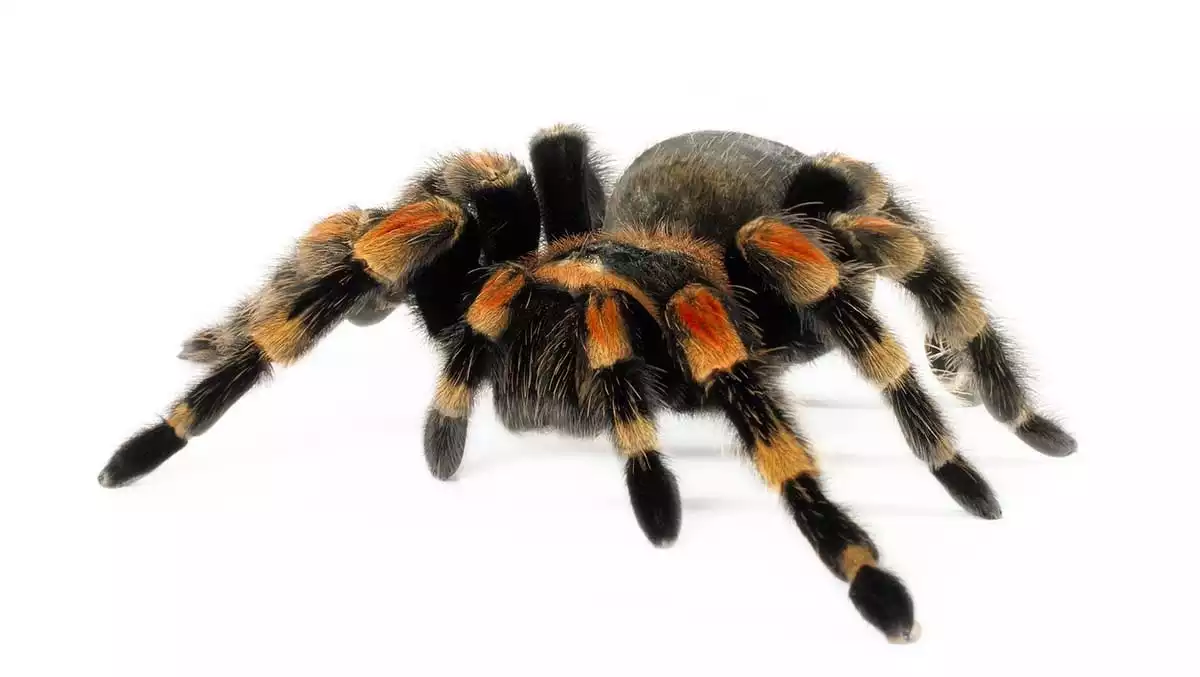 Tarantula