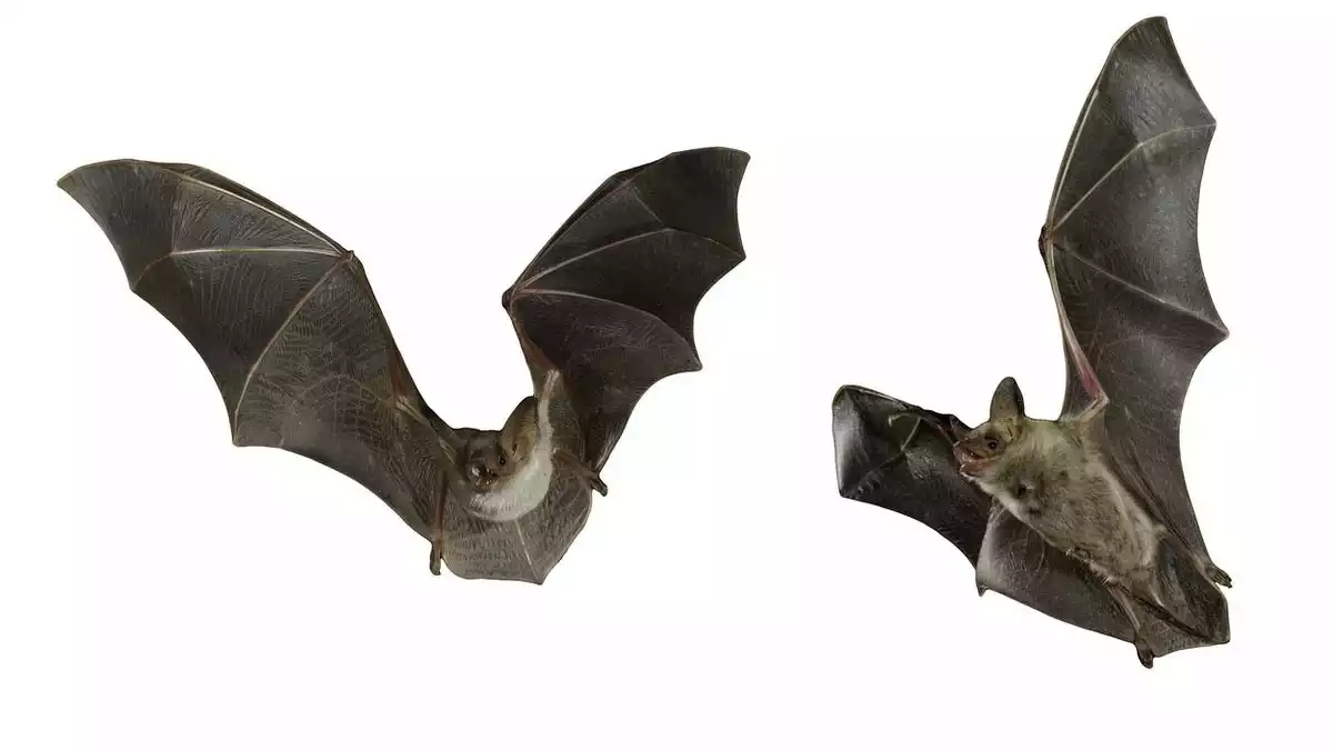 Bats