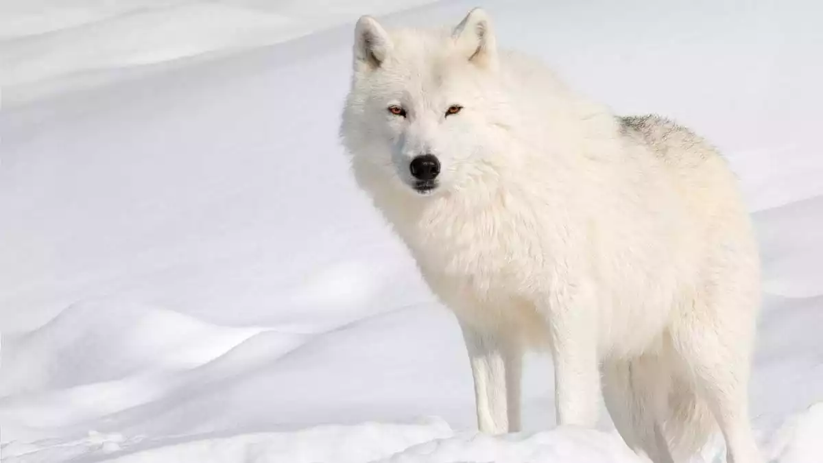 White Wolf