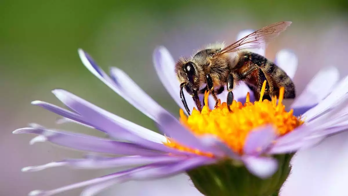 Bee on a flower