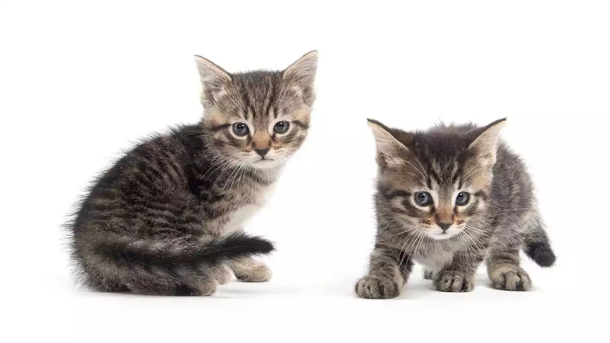 Kittens