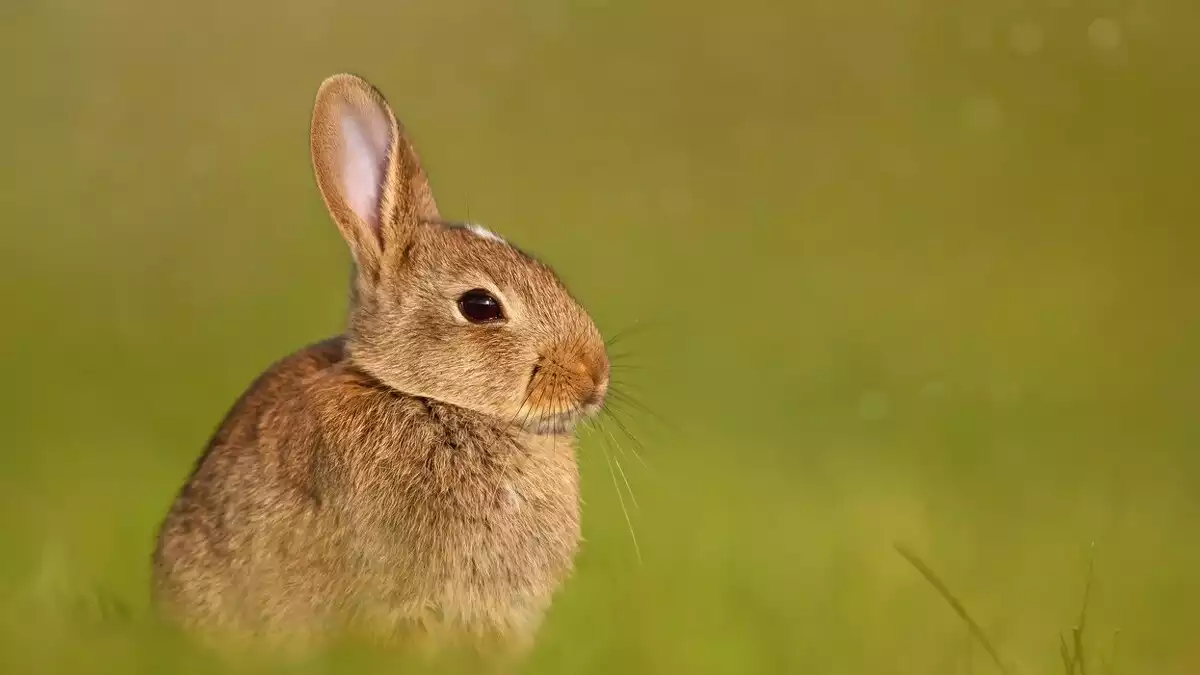 Rabbit