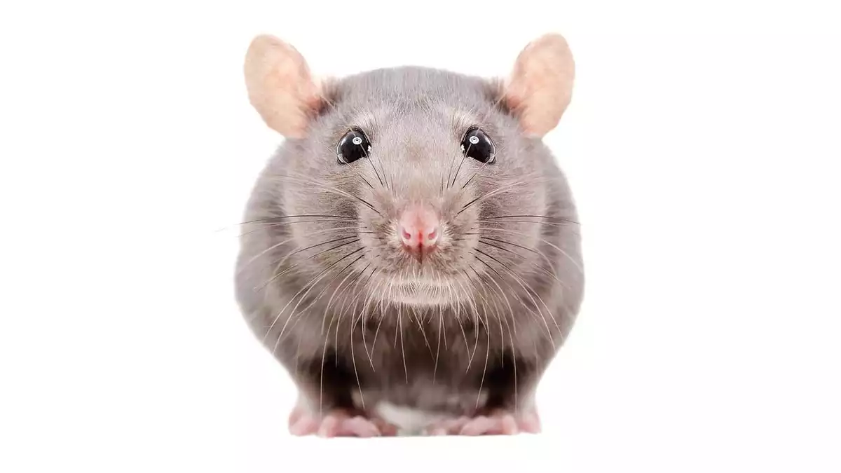 Rat