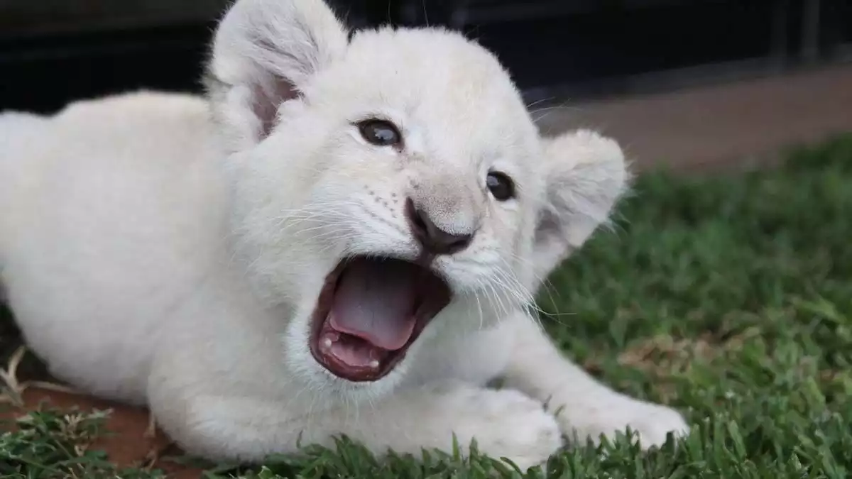 White lion