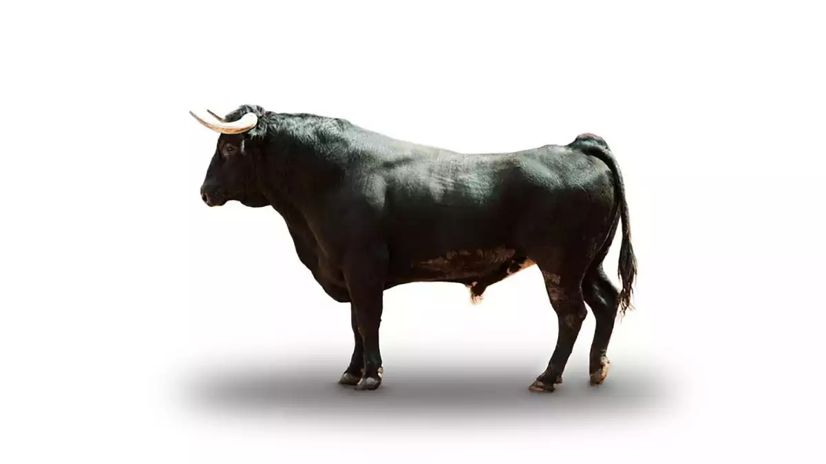 Bull