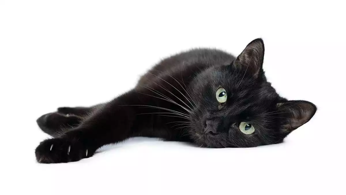 Black cat