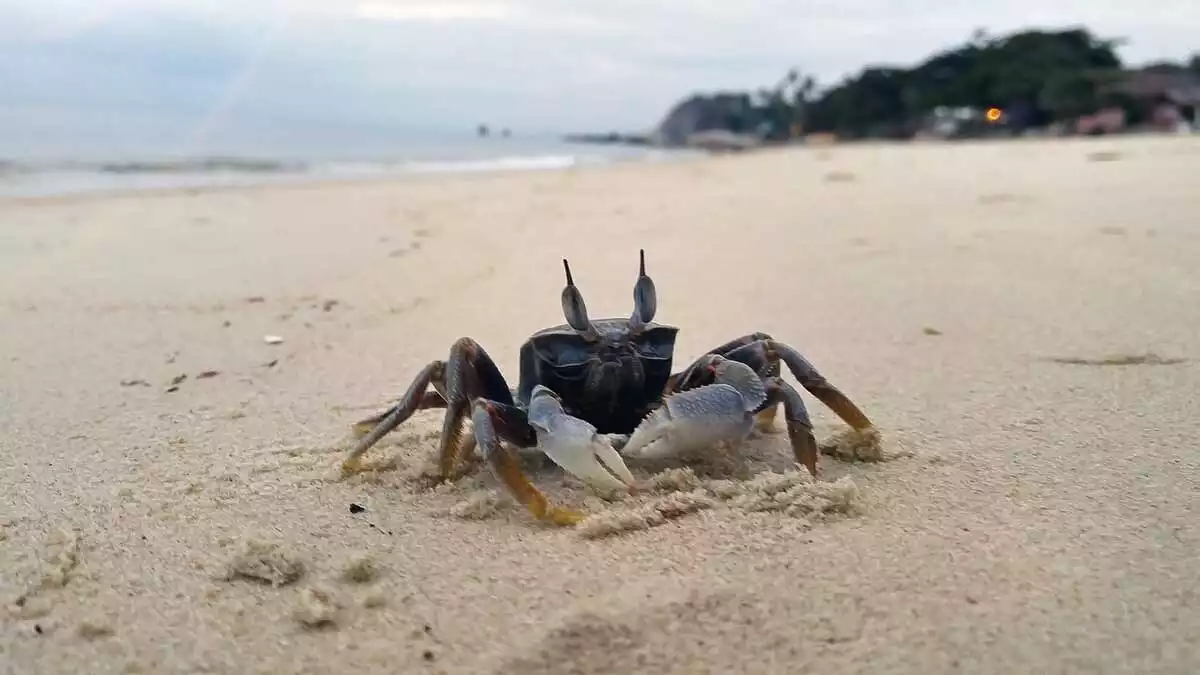 Crab on a beach