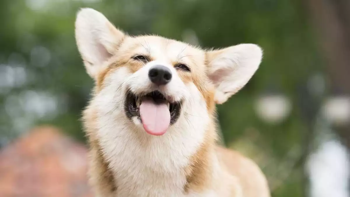 A Corgi with its tongue out