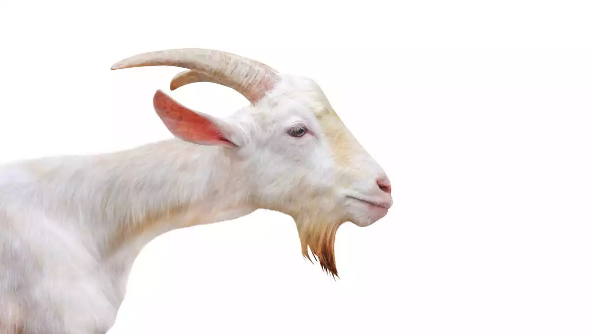 White goat