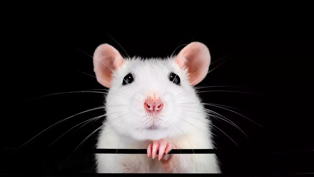 A white rat