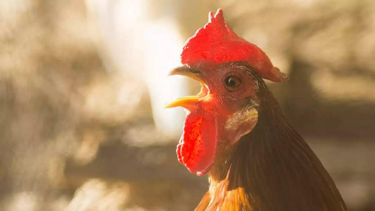 A rooster singing in the morning.