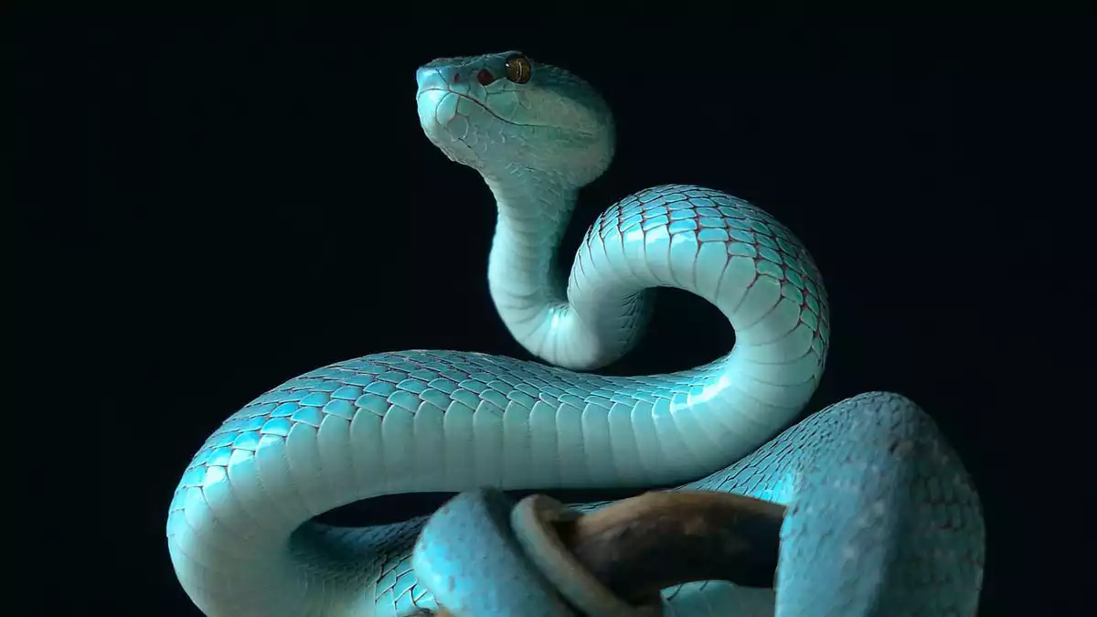 A blue snake