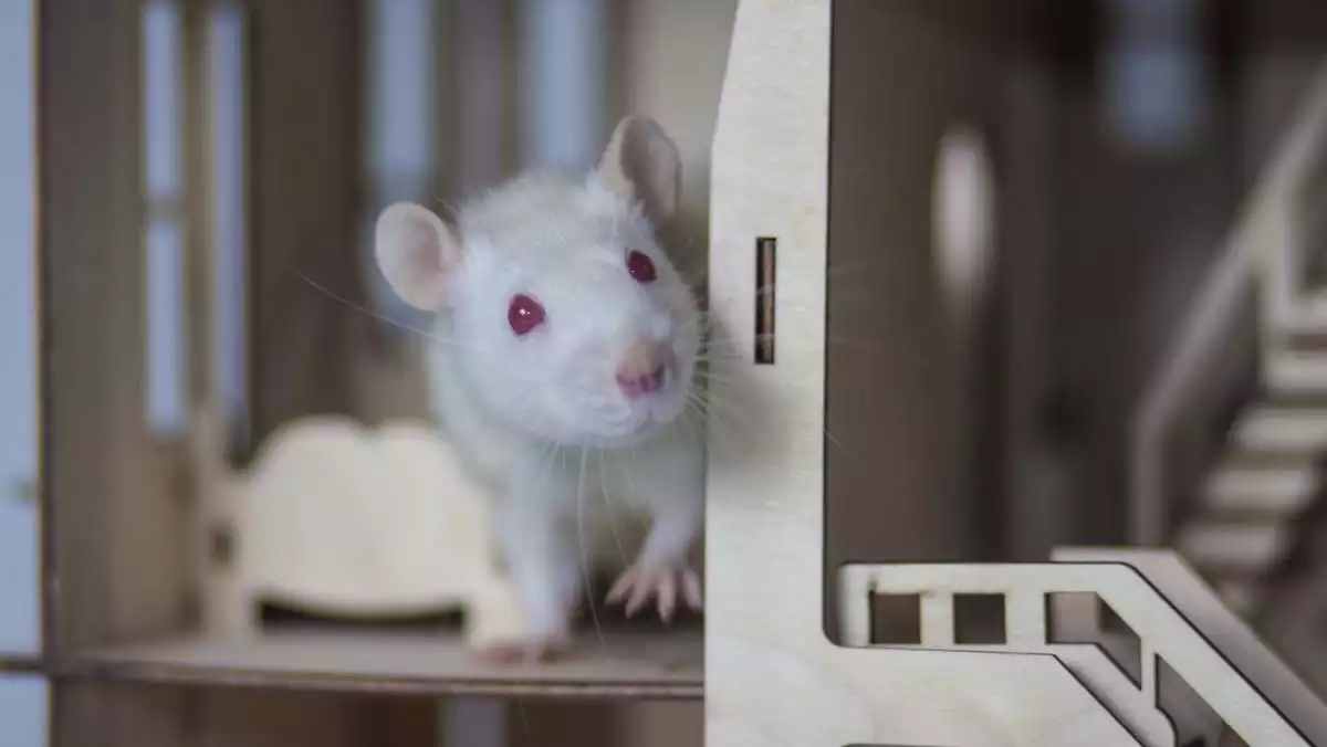 A Rat in a wooden place