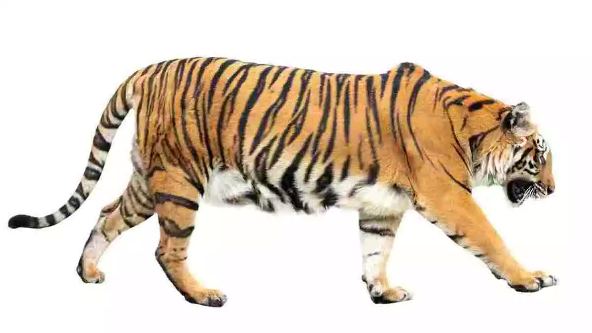 tiger