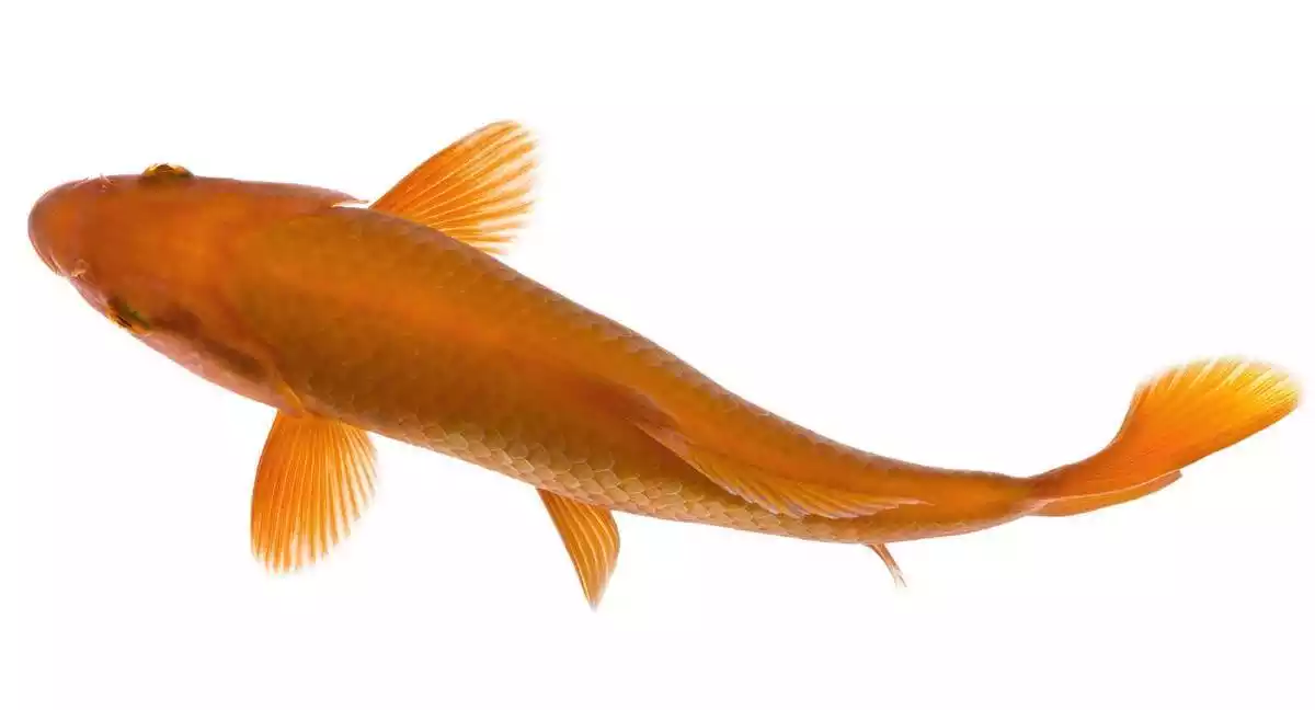 An orange fish