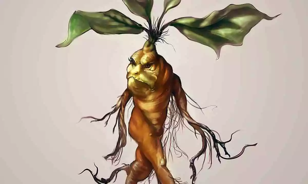 mandrake