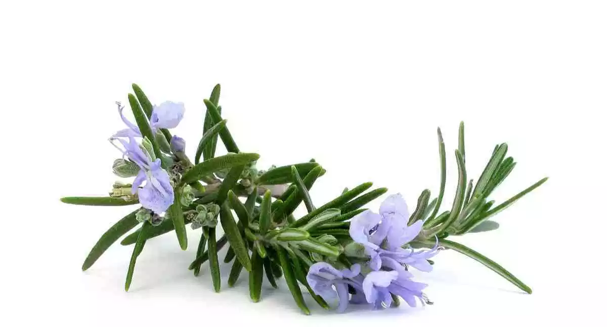 Rosemary