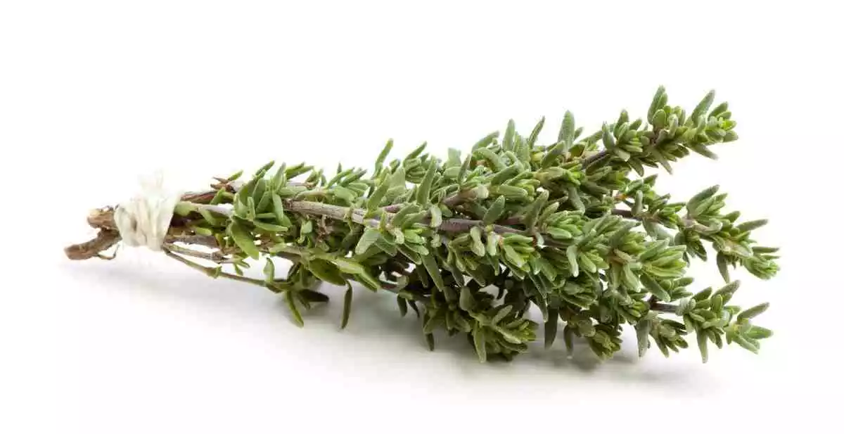 thyme