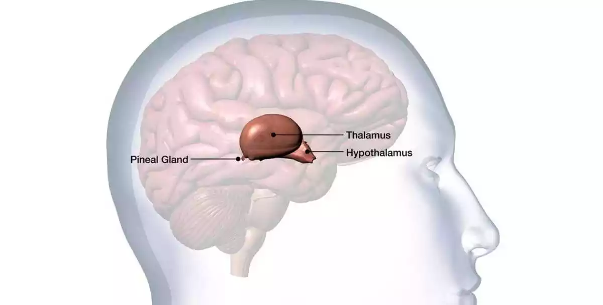 Pineal gland