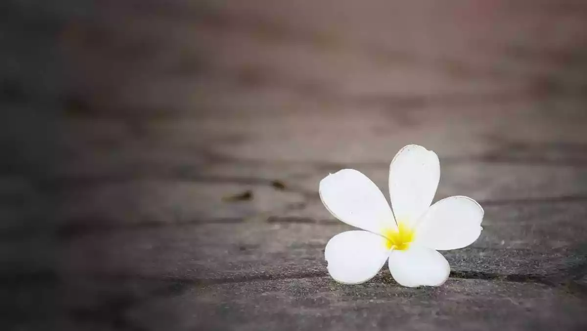 White flower