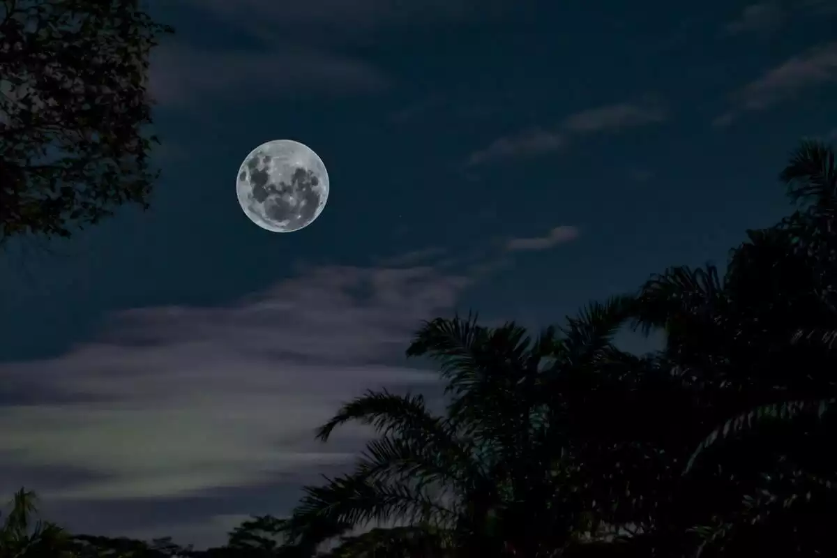 Représentation de la Pleine Lune sous des arbres