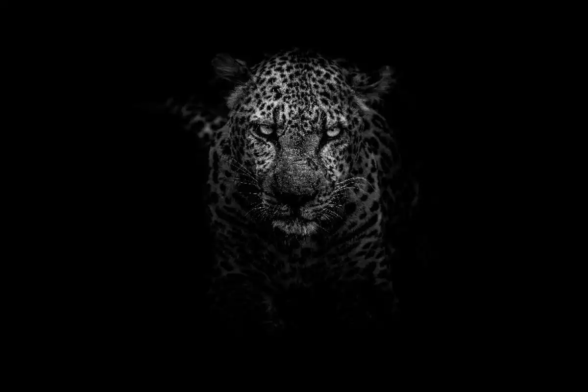 Leopard dans l'obscurité animal totémique
