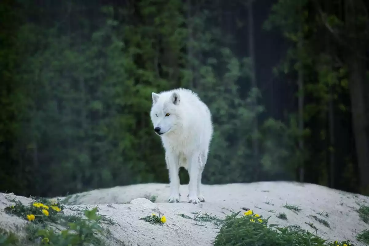 Un loup blanc regarde fixement