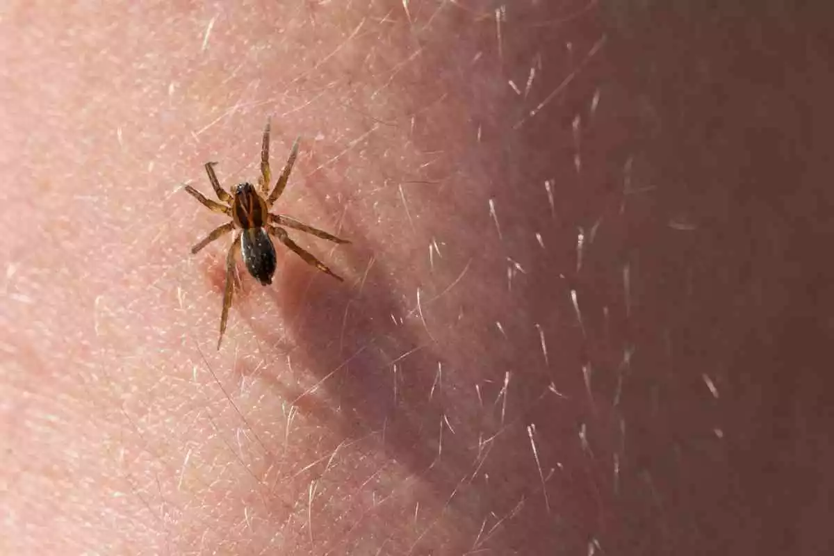 Une araignée sur le bras d'une personne