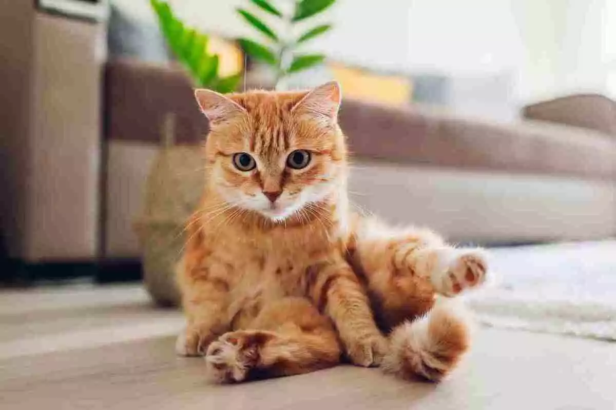 Photo d'un chat roux en position assise