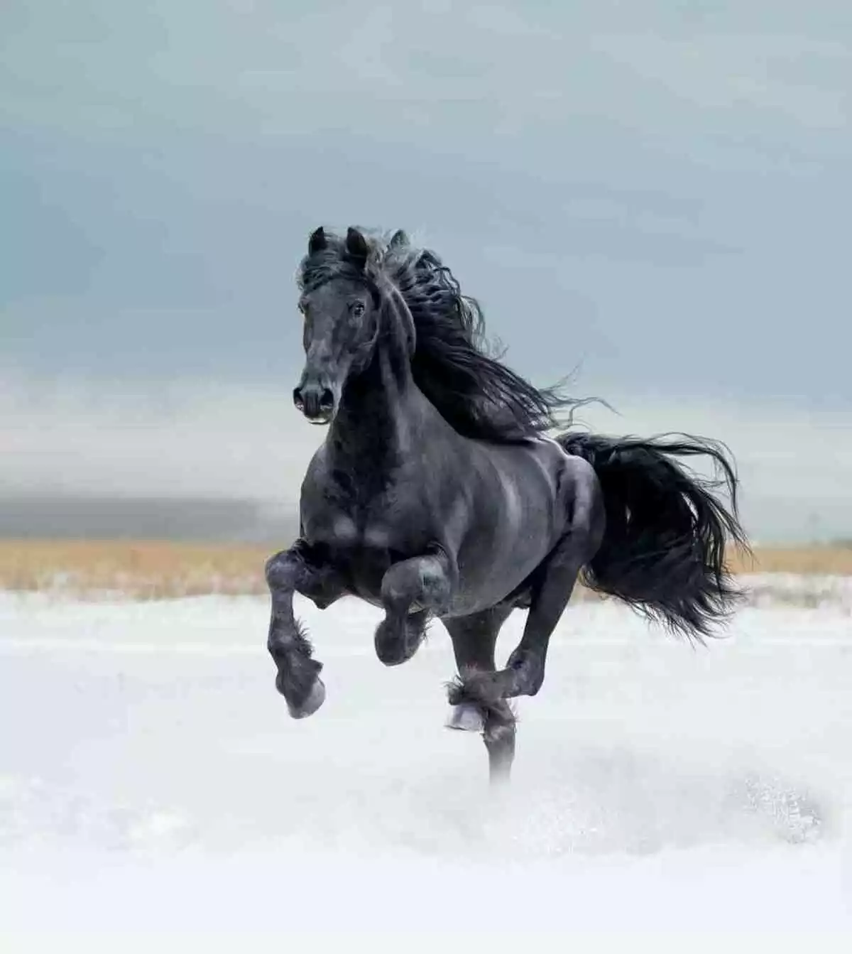 Photo d'un cheval noir galopant