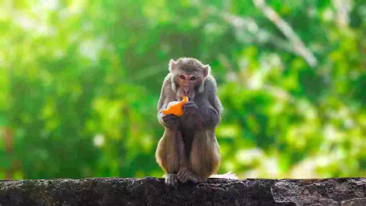 Photo d'un singe sur un arbre mangeant une orange
