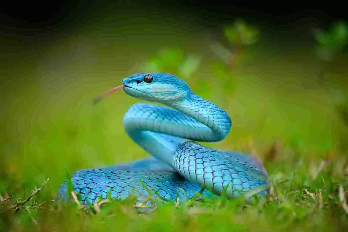 Photo d'un serpent bleu dans l'herbe