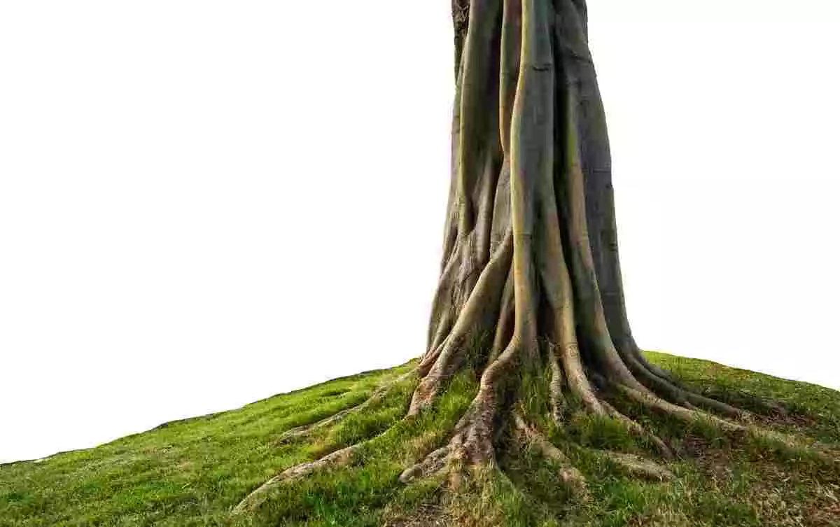 Photo d'un tronc d'arbre avec fond blanc