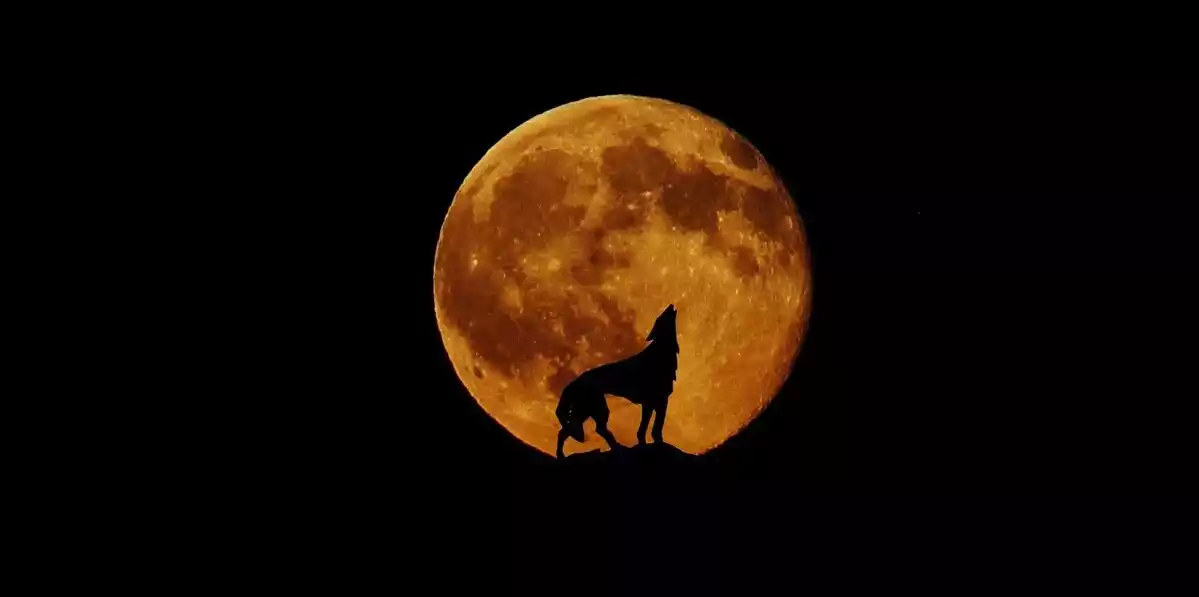 Photo d'une pleine lune rouge avec un loup au premier plan