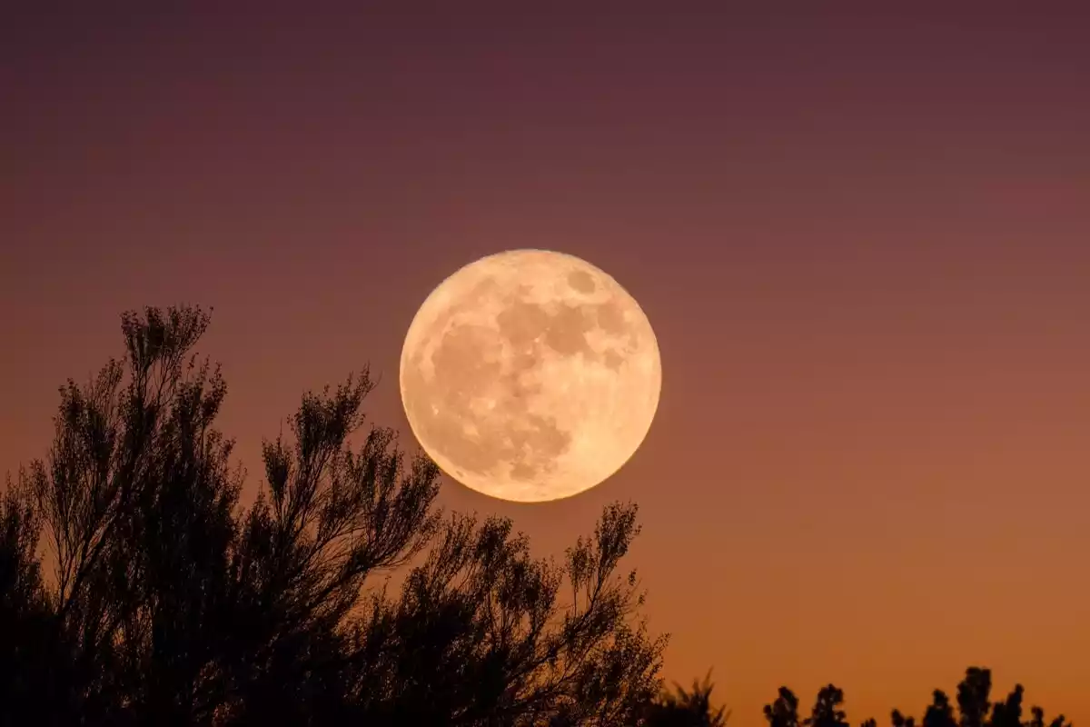 A full moon with the silhouette of a tree in front of it