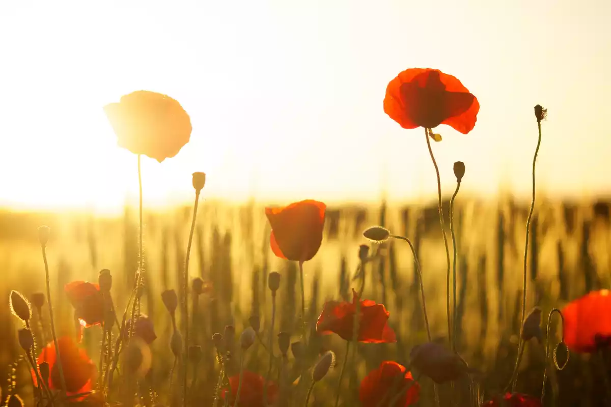 Red flowers with sunset background